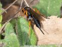 Pimpla rufipes.jpg